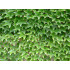 Raatihuonevilliviini ’Veitchii’ (Parthenocissus tricuspidata ’Veitchii’)